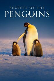 Secrets of the Penguins: Season 1